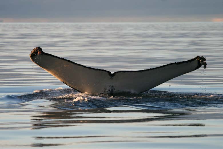 A whale's fluke
