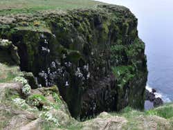 Aves em Látrabjarg