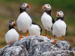 Macareux en Islande