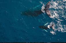 Avvistamento di balene