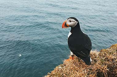 Puffins