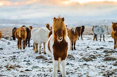 Borgarfjordur Eystri