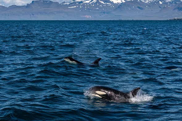 Ólafsvík Whale Watching