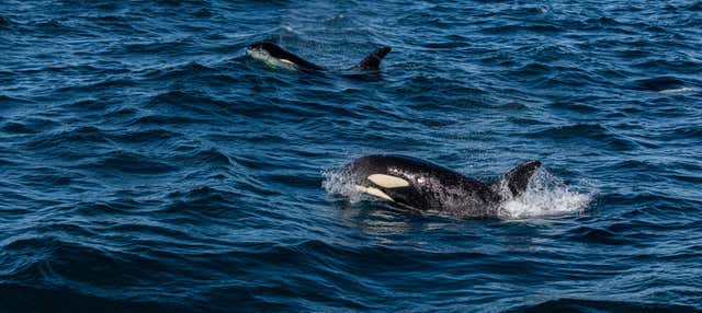 Avistamiento de ballenas en Ólafsvík