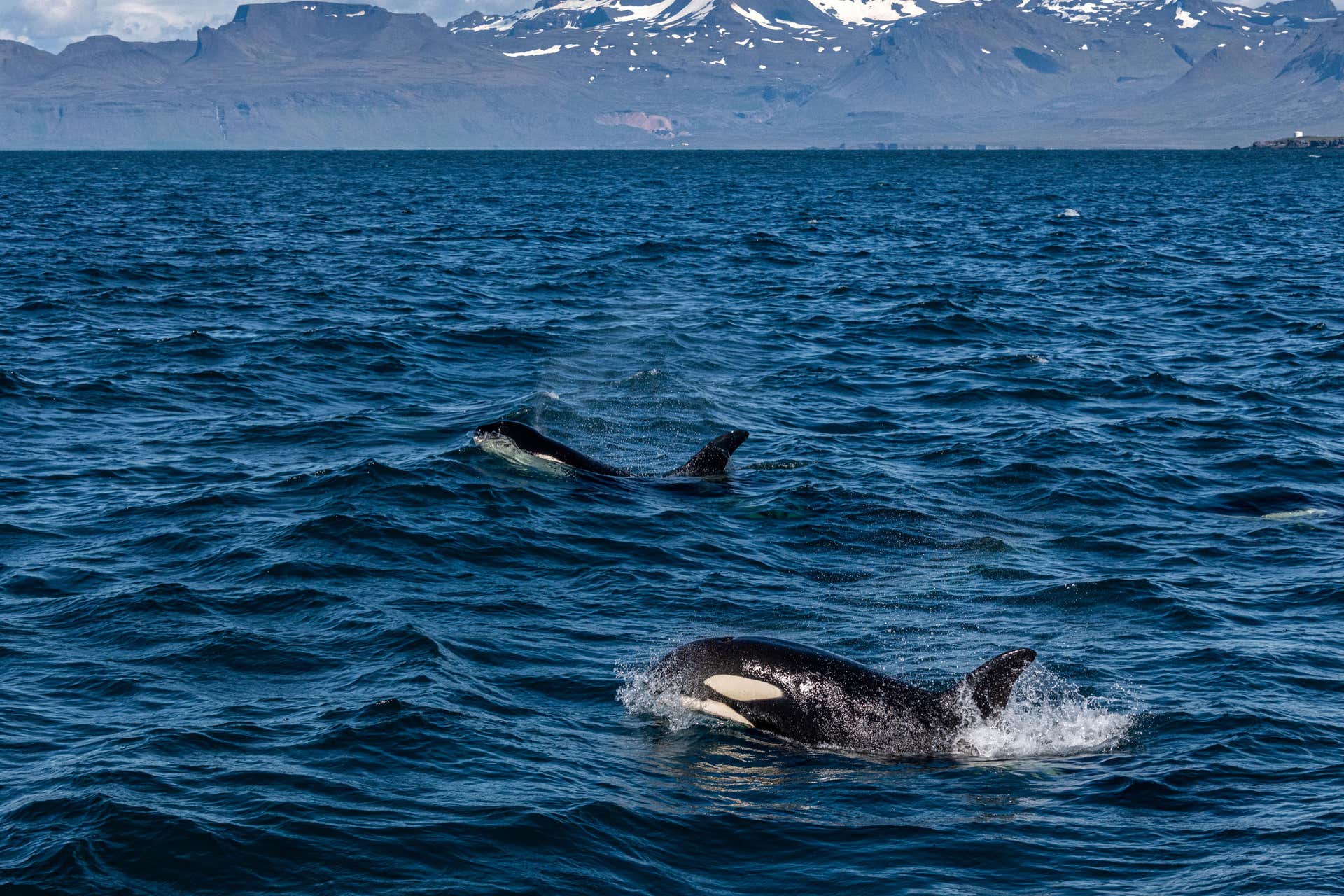 Ólafsvík Whale Watching Book Online at
