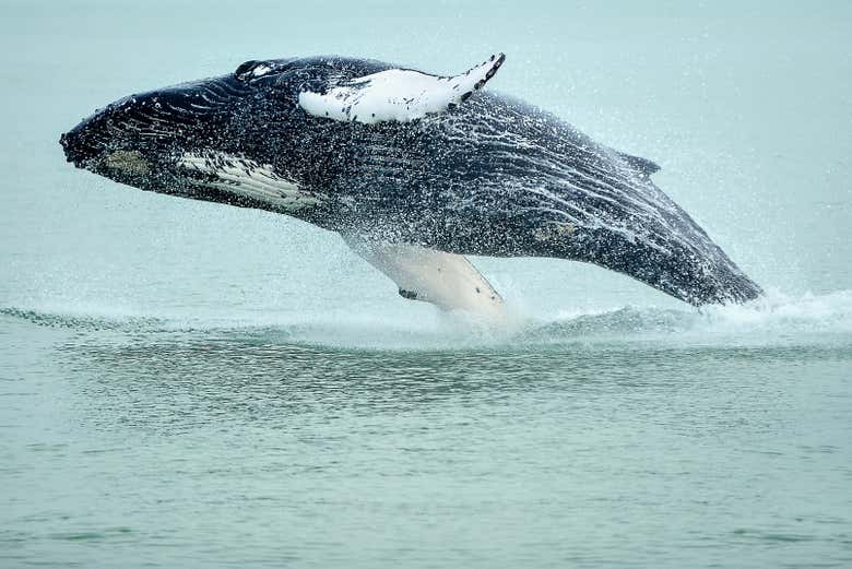 Una ballena jorobada