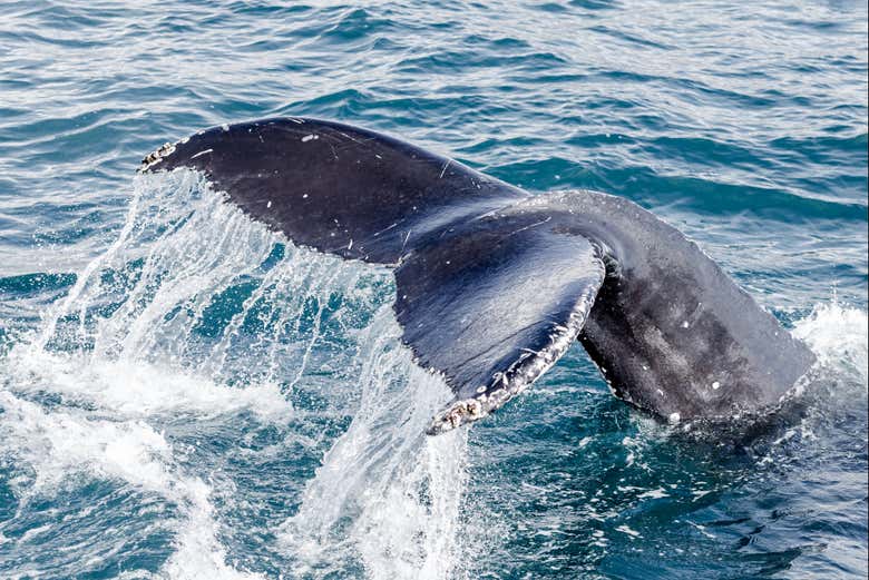 Avistamiento de ballenas en Ólafsvík