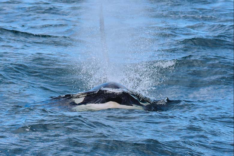 Una orca aproximándose al barco