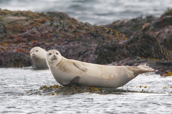 Raudasandur Seal Watching