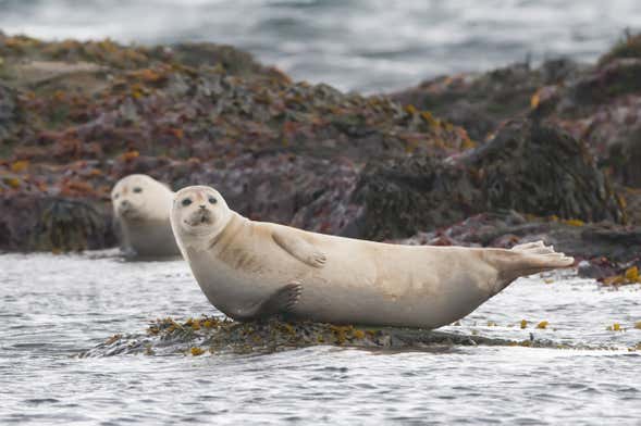 Avistamiento de focas en Raudasandur