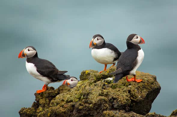 Látrabjarg Puffin Watching