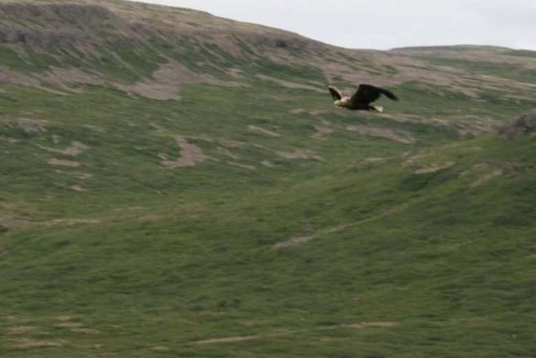 Bird watching in Látrabjarg