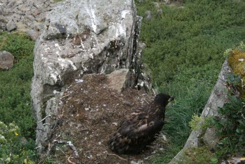 Nature in Látrabjarg