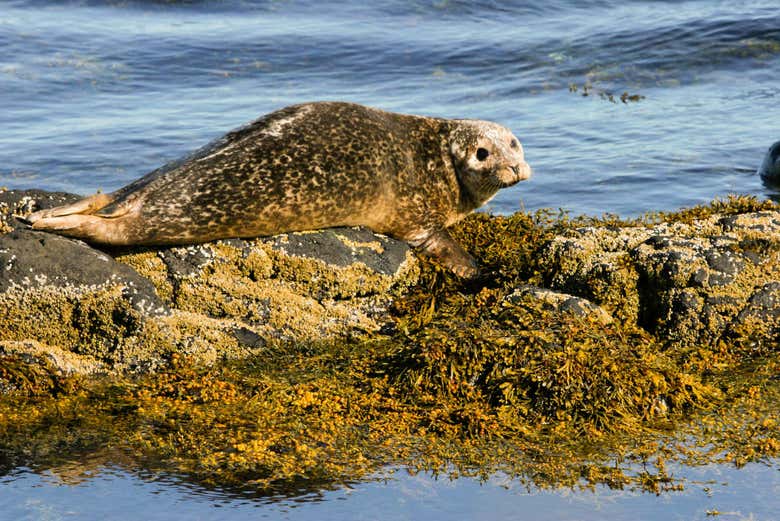Avistamento de focas