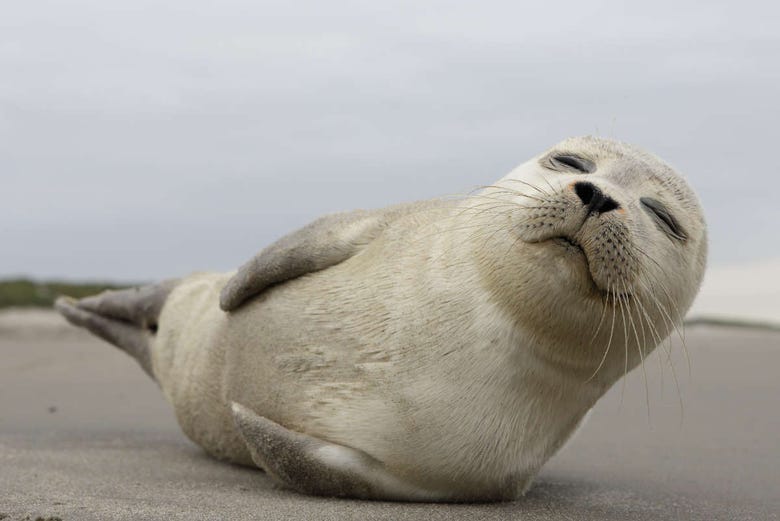 Meet the seals