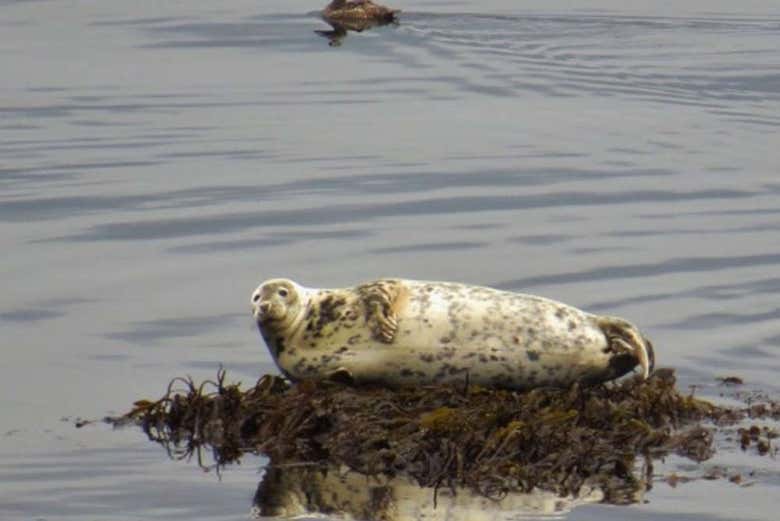 Focas en la playa Raudasandur
