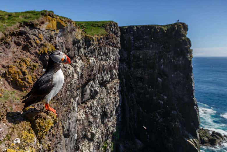 Puffins in Látrabjarg
