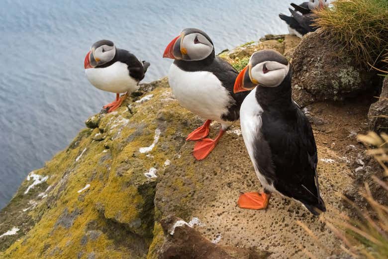 Pulcinelle di mare a Látrabjarg