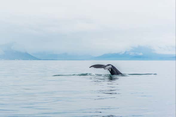 Observation des baleines