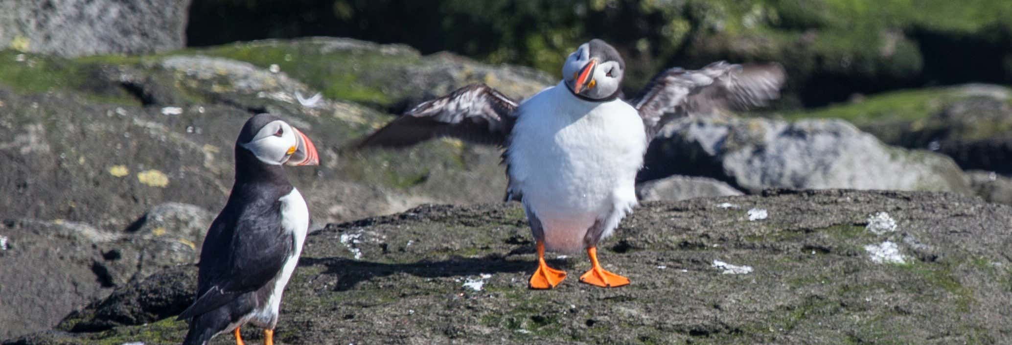 Avistamiento de animales en Reikiavik