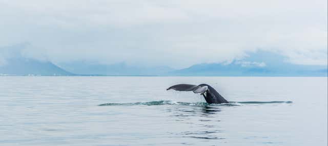 Avistamiento de ballenas