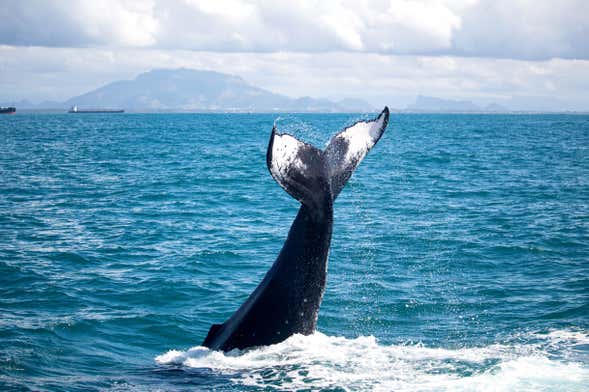 Whale Watching by Speedboat