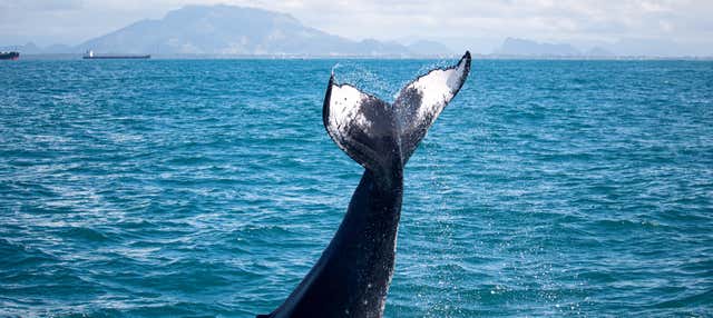 Avistamiento de ballenas en lancha rápida