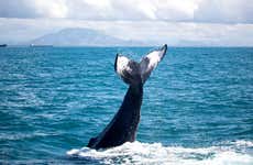 Whale Watching by Speedboat
