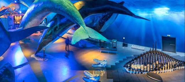 Entrada a Whales of Iceland