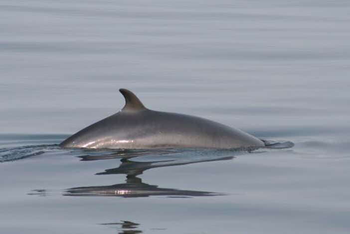 Avistando golfinhos na costa da Islândia