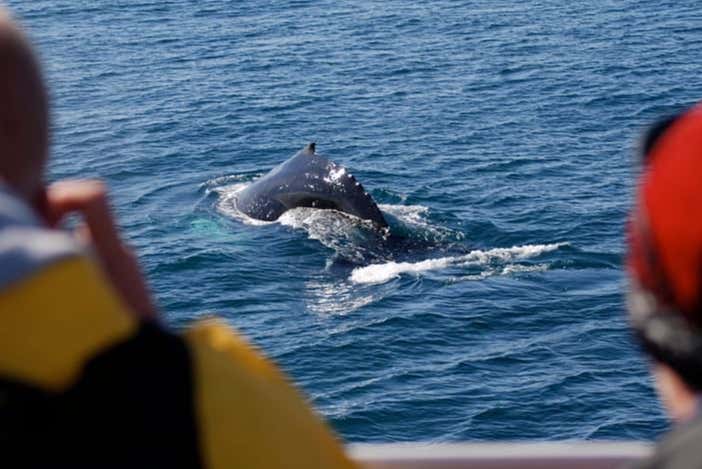 Avistamento de baleias