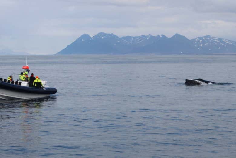 Speedboat tour from Reykjavik