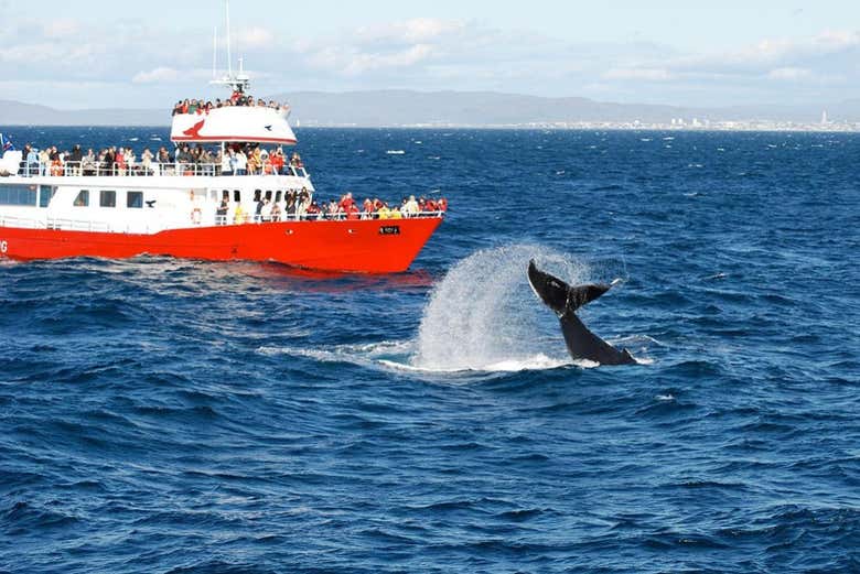 Avistamiento de ballenas