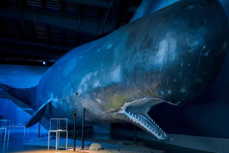 Une baleine en taille réelle