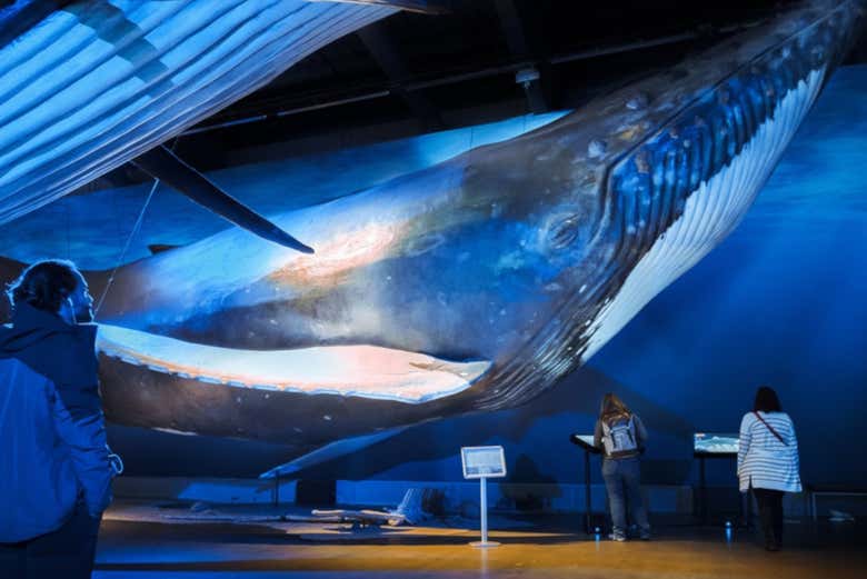 Les baleines d'Islande