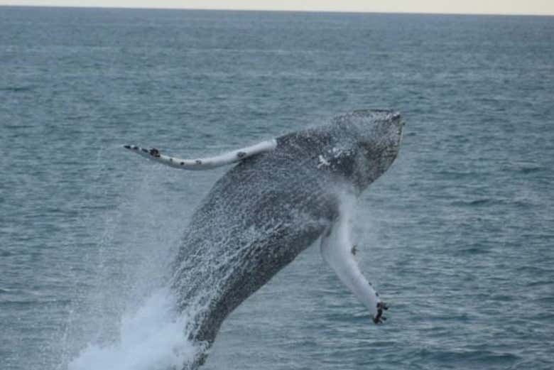Whale watching in Reykjavik