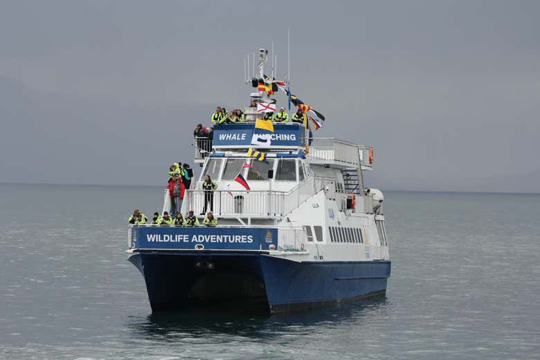 El barco en el que realizaremos el avistamiento de ballenas
