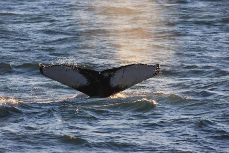 Una ballena en el Atlántico Norte