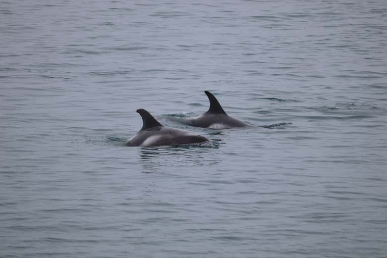 Diferentes delfines en las aguas de la bahía Faxaflói