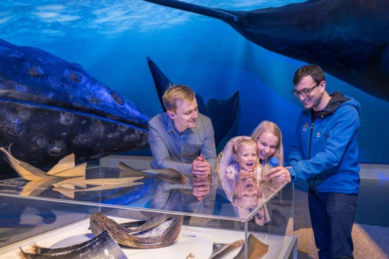 L'exposition des baleines