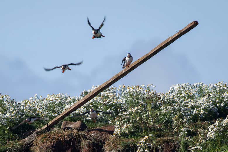 Frailecillos en Reikiavik