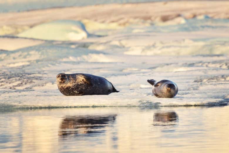 Focas en el lago Jökulsárlón