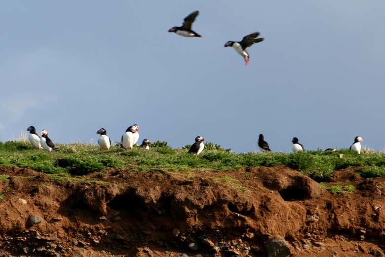 Época de frailecillos en Reikiavik