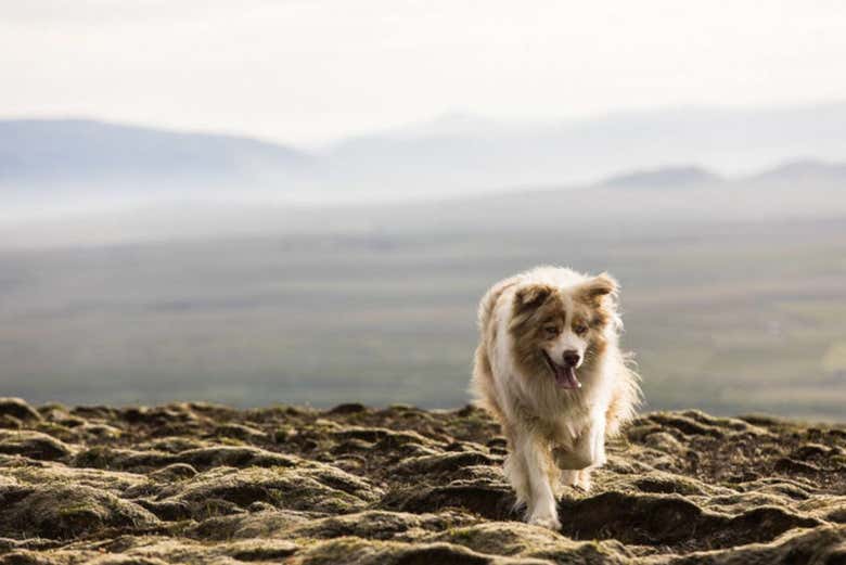 Uno de los compañeros de ruta