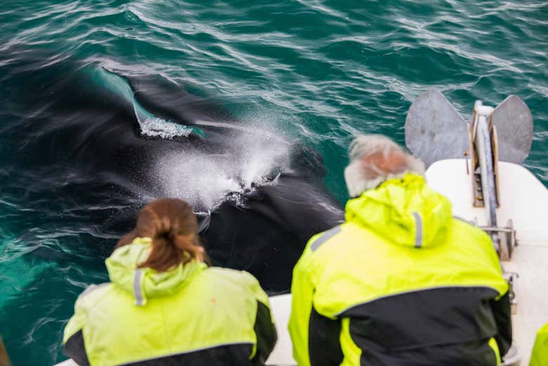 Viendo una ballena desde el barco