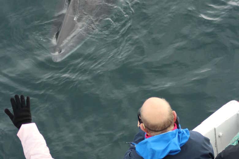 Viendo una ballena desde el barco