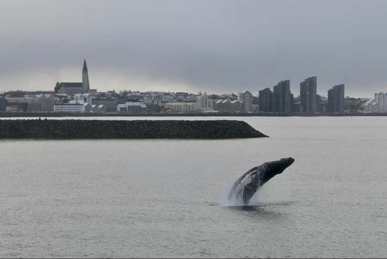 Vistas de una ballena en las aguas de Reikiavik