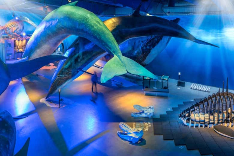 Museo Whales of Iceland