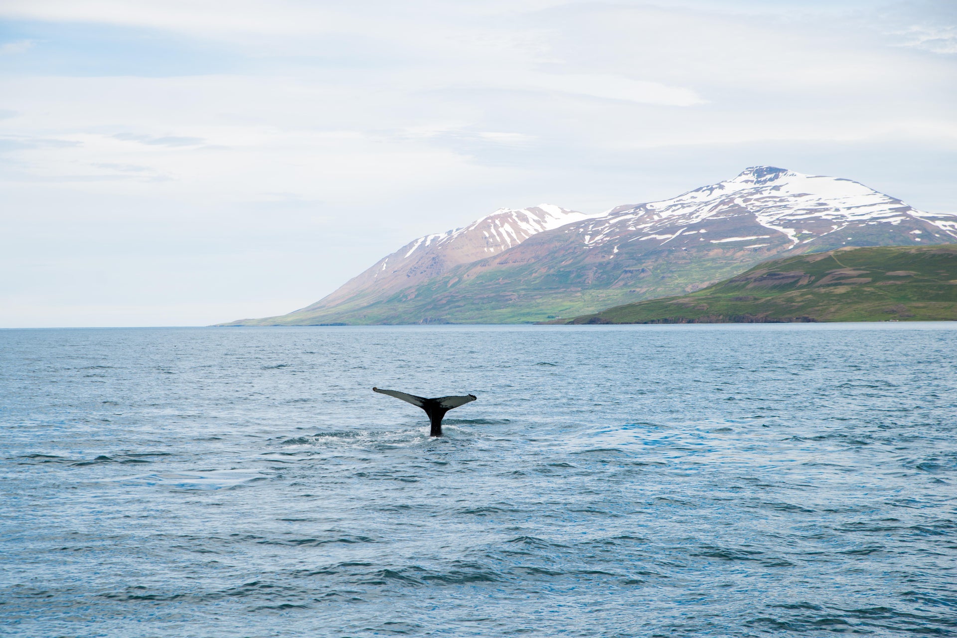 Tour di 8 giorni in Islanda con avvistamento di balene