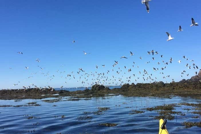 Oiseaux survolant la côte de Stykkisholmur